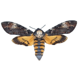 moth moth