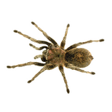 tarantula tarantula