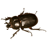 beetle beetle
